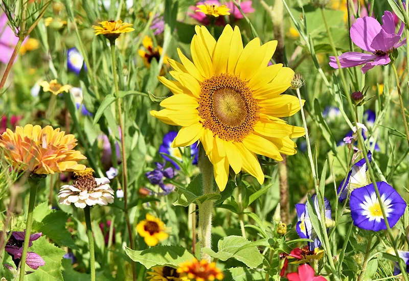 Heimisches Wildblumenbeet im Garten anlegen