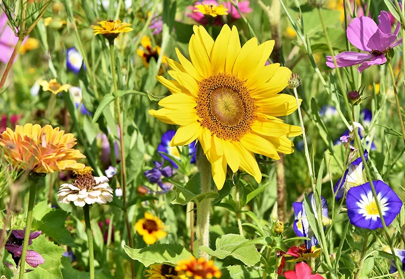 Create native wildflower bed in the garden