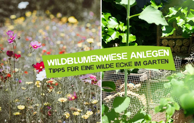 Wildblumenwiese im Garten anlegen – Aufbau, Ideen und 10 Tipps für die Gestaltung einer wilden Ecke