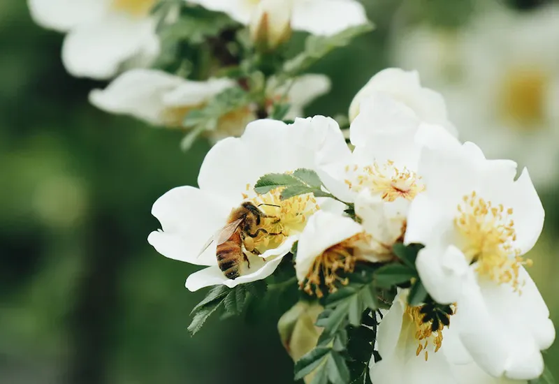 Wilde Ecke im Garten mit Wildblumen, Blumen und Sträuchern