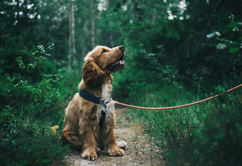 Keep your dog on a leash in the forest