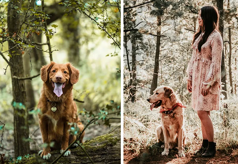 Dogs can have fun quietly walking in the forest