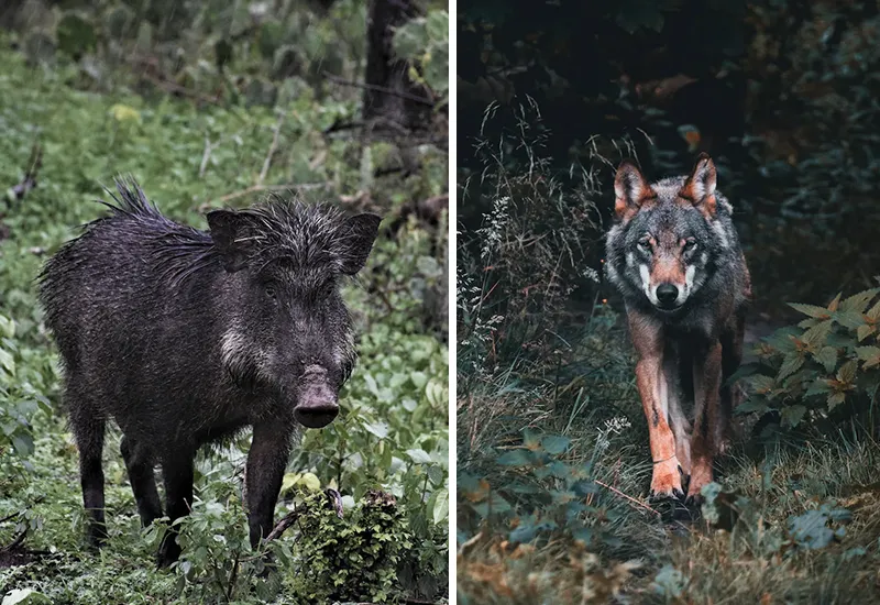 Beim Hundespaziergang im Wald auf Wildschein und Wolf vorbereitet sein