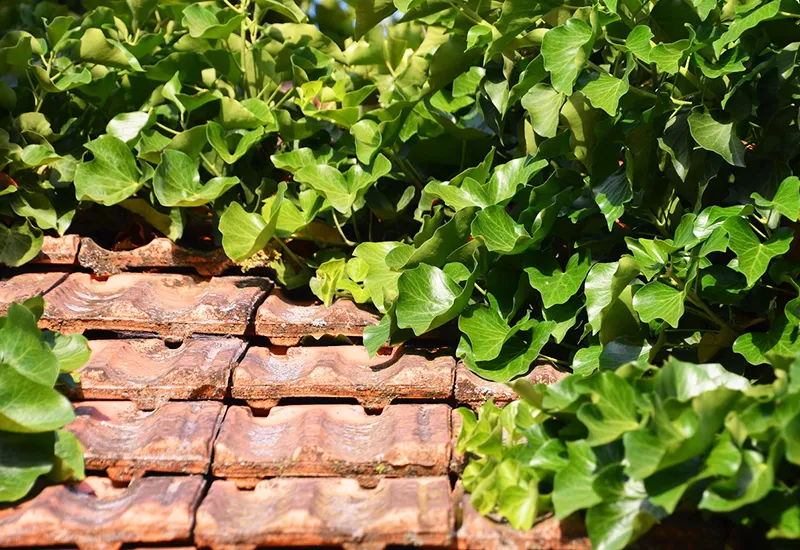 Ein von Efeu bewachsenes, grünes Dach
