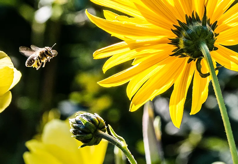 Natürliche Töne und Klänge durch das Summen der Bienen