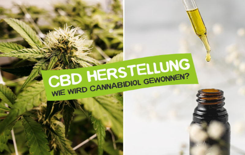 CBD Herstellung – Wie wird Cannabidiol gewonnen?