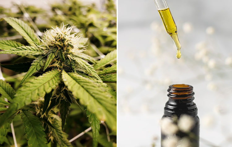 CBD Production – How Is Cannabidiol Processed From Seed to Shelf?
