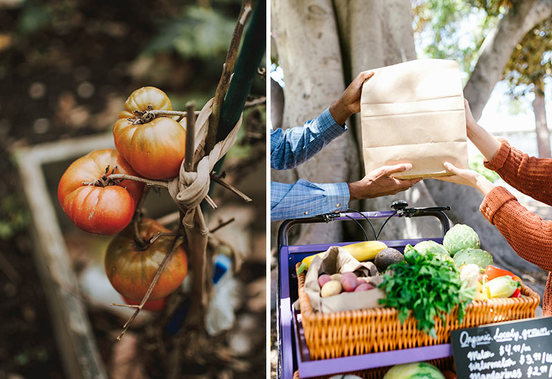 Growing your own food in the city