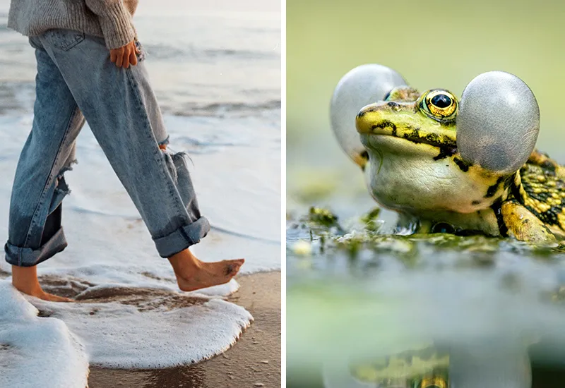 Gesunde, beruhigende Naturgeräusche sind Meeresrauschen und Froschquarken