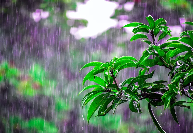 Plätschernder Regen als gesundes Geräusch aus der Natur