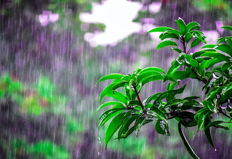 Rippling rain as a healthy sound from nature