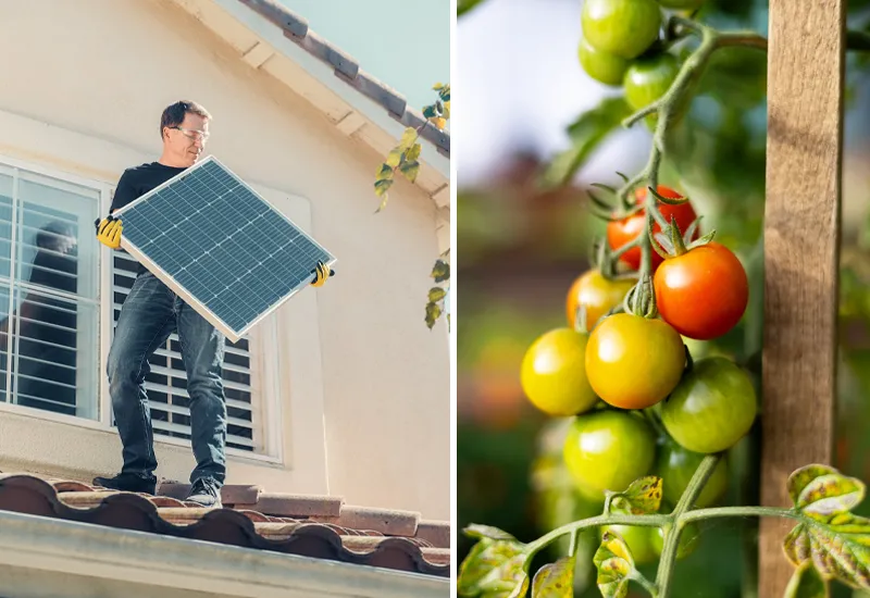Solarfelder und selbst angebaute Lebensmittel machen dich unabhängiger