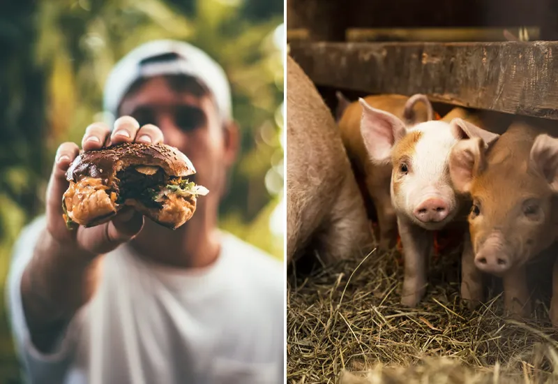 Why convince meat eaters? The best reasons