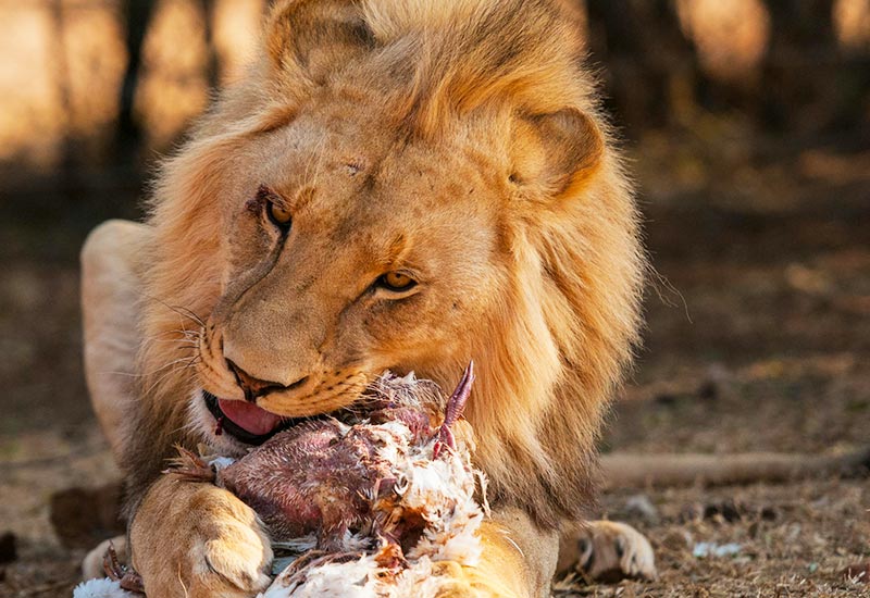 Es liegt in der Natur des Löwen, Fleisch zu fressen