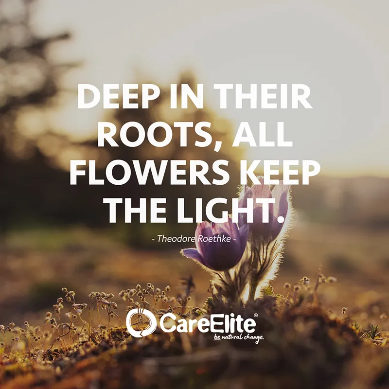 "Deep in their roots, all flowers keep the light." (Theodore Roethke)