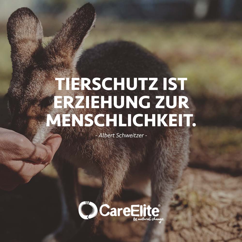 "Tierschutz ist Erziehung zur Menschlichkeit." (Albert Schweitzer)