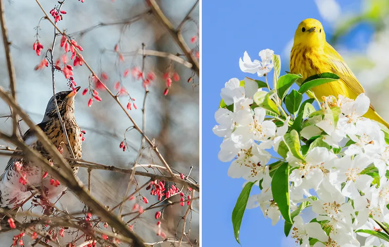 Bird-Friendly Trees – The Best Trees And Shrubs To Attract Birds