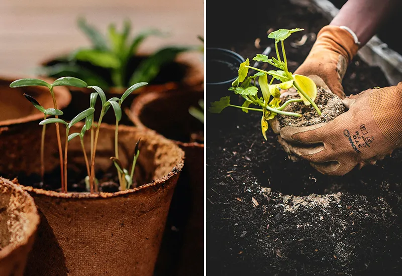 Tipps, um Geld im Garten zu sparen