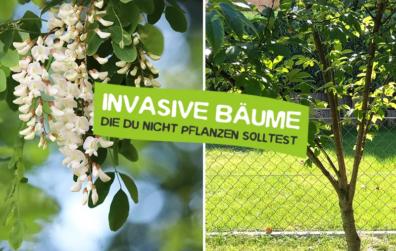 Invasive Bäume – Eingeschleppte Neophyten, die du auf keinen Fall im Garten pflanzen solltest