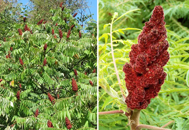 Der Essig-Baum ist ein invasiver Neophyt