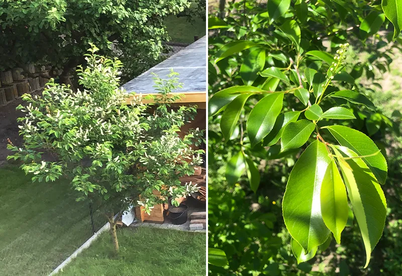 Die spätblühende Traubenkirsche (Prunus serotina) zählt zu den invasiven Baumarten in Deutschland