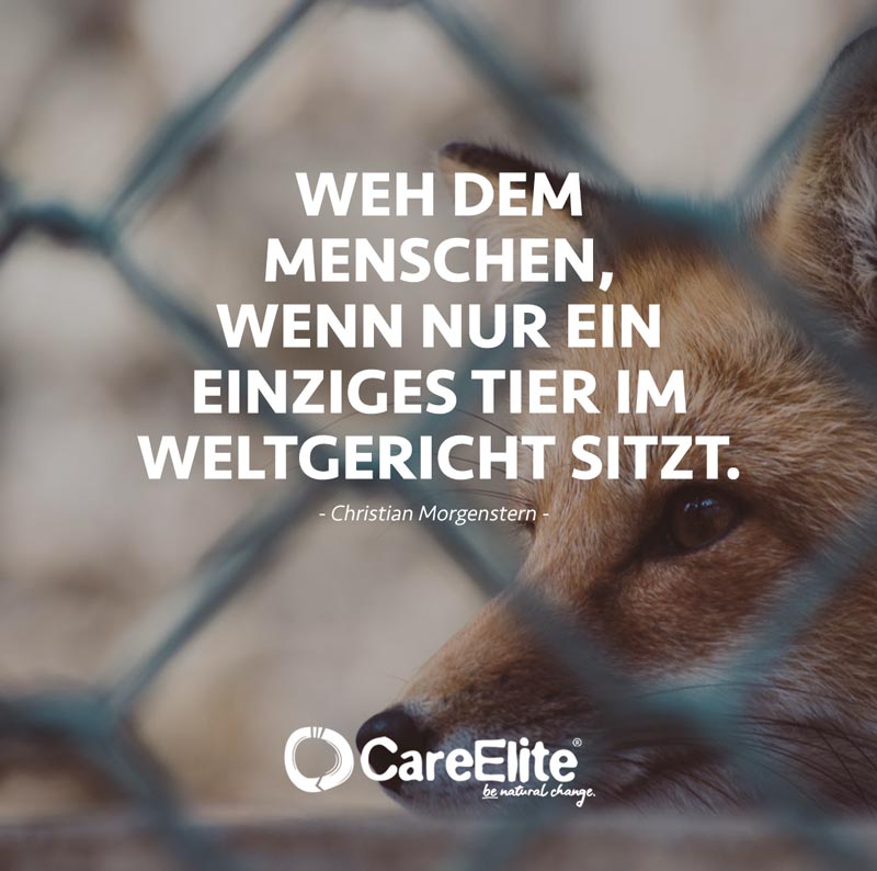 "Weh dem Menschen, wenn nur ein einziges Tier im Weltgericht sitzt." (Christian Morgenstern)