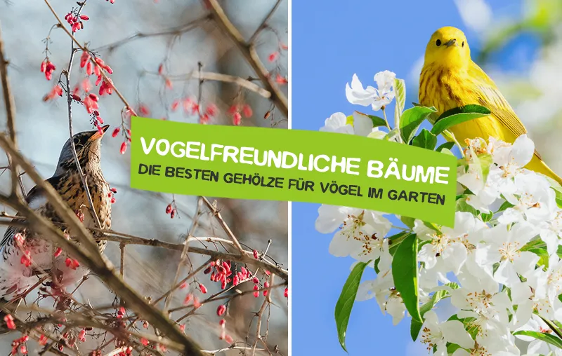 Vogelfreundliche Bäume im Garten – Die besten Gehölze, Sträucher und Bäume für Vögel