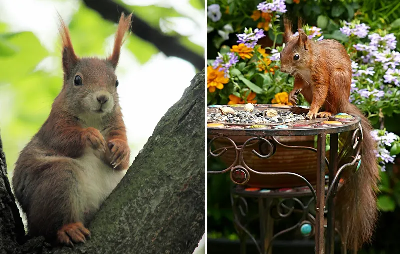 How To Attract Squirrels – Plants And Tips To Create Squirrel Friendly Gardens