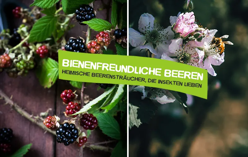 Bienenfreundliche Beeren – Essbare, heimische Beerensträucher, die Wildbienen und andere Insekten lieben