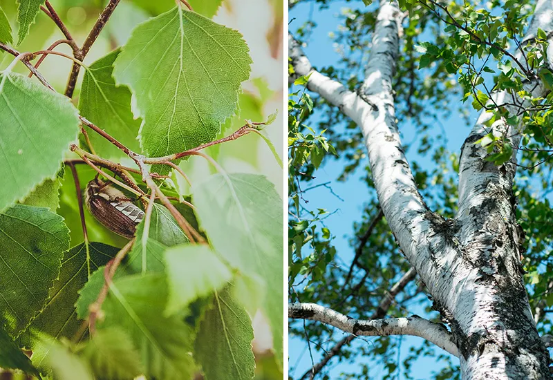 Birken sind sehr gute Bäume für Insekten