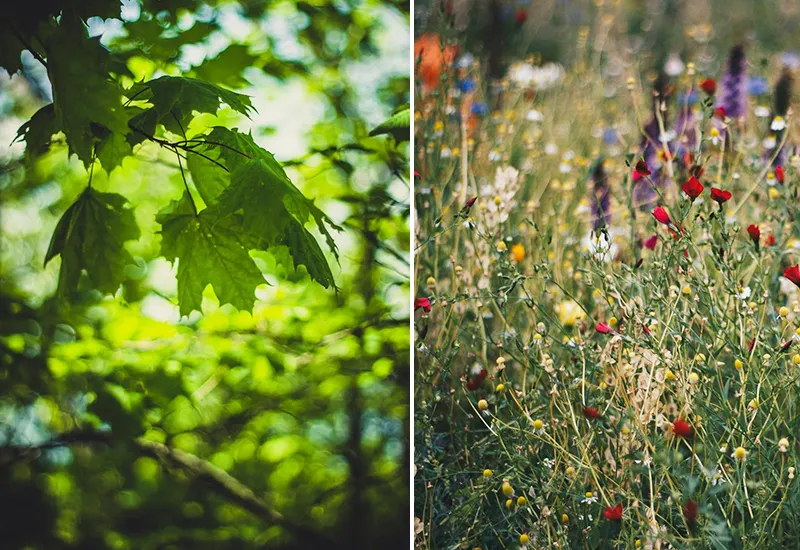 Tipps: Was kann man sonst noch im Garten für die Artenvielfalt tun?