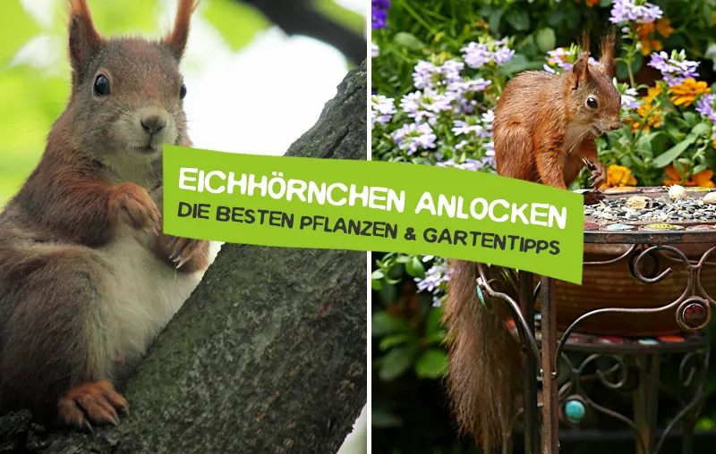 Eichhörnchen anlocken – Pflanzen und Tipps, die Eichhörnchen im Garten helfen
