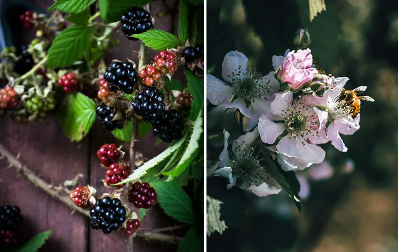 Bee-friendly Berries – Edible, Native Shrubs With Berries That Insects Love