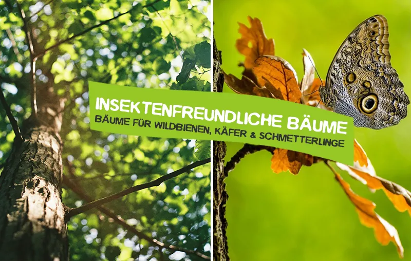 Insektenfreundliche Bäume – Die besten, heimischen Gartenbäume, die Wildbienen, Käfer, Schmetterlinge und andere Insekten lieben