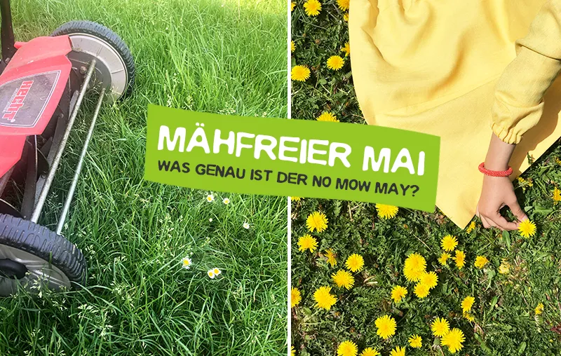 Mähfreier Mai – Beim No Mow May mitmachen und aufs Rasenmähen verzichten