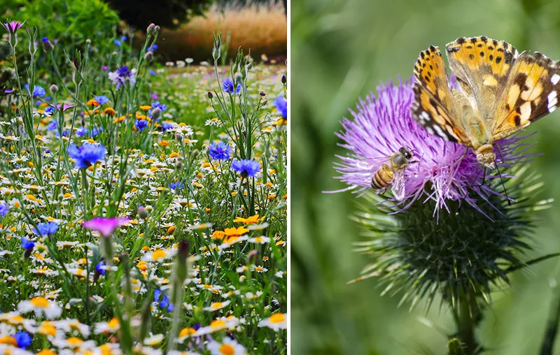 Natural Garden – What Is a Nature Garden?