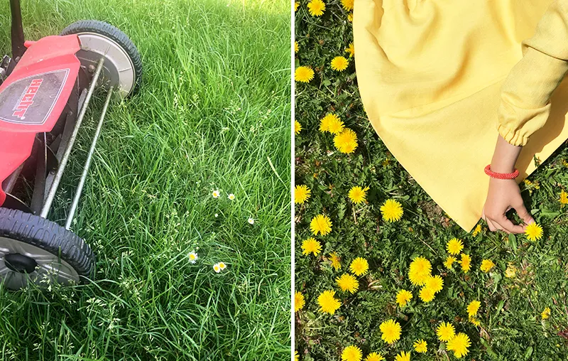 No Mow May – Why You Shouldn't Mow The Lawn In May