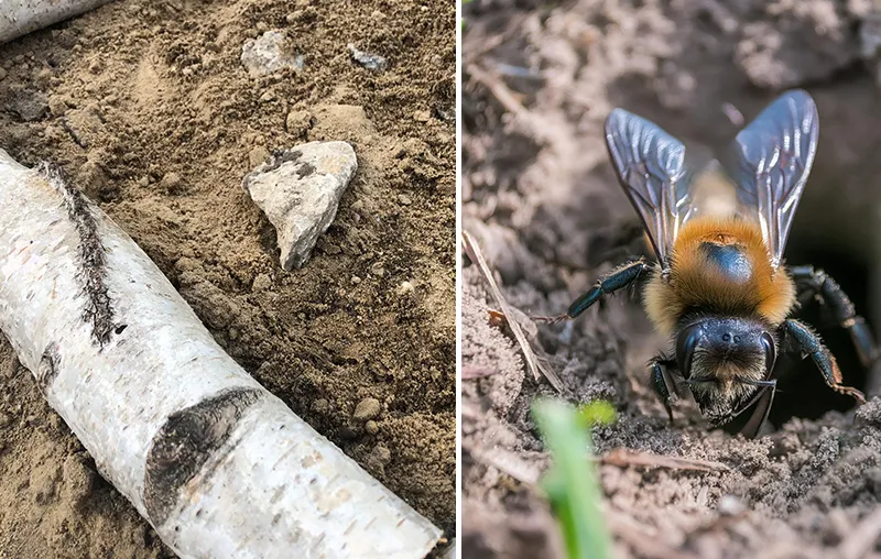 Sandarium – How To Create A Sand Bed For Wild Bees