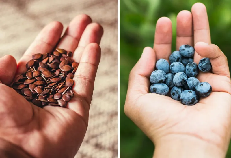 Leinsamen und Blaubeeren sind echtes Brainfood