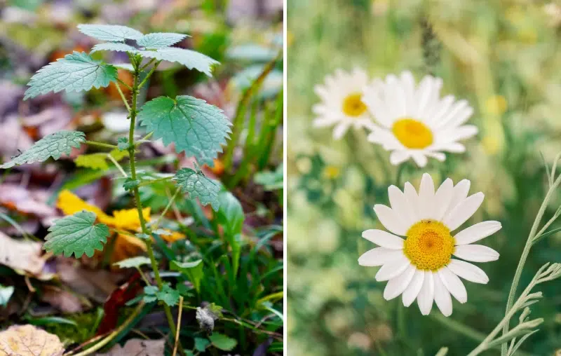 Why You Should Eat More Wild Herbs – The Most Powerful Reasons and Benefits