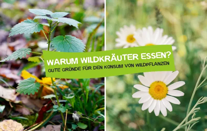 Warum Wildkräuter essen? Die besten Vorteile und Gründe