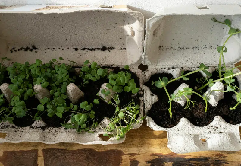 Eierkarton für Pflanzenanzucht als Bespiel für Zero Waste im Garten