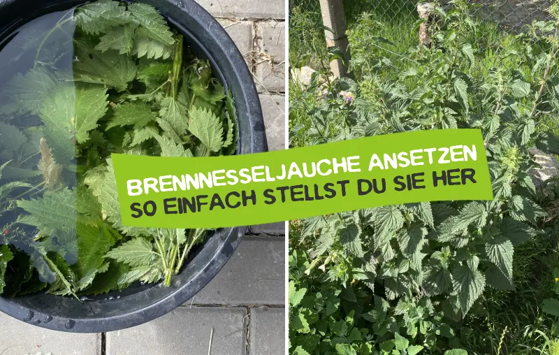 Anleitung zur Herstellung einer Brennnesseljauche