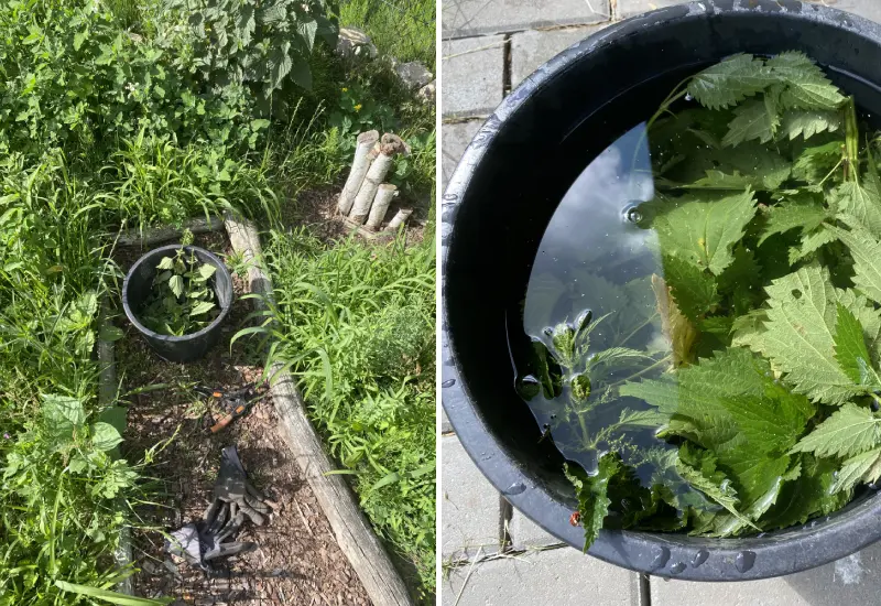 What you need for a nettle slurry