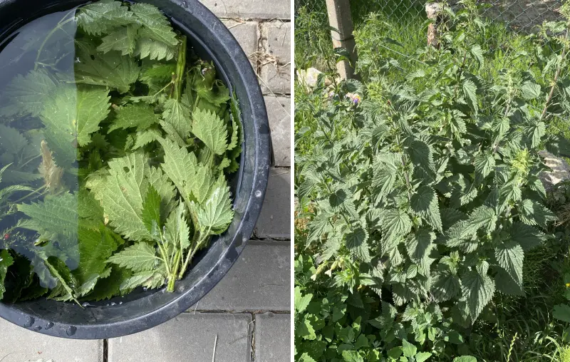 How to Make Nettle Manure – A Simple Guide to This Powerful Natural Fertilizer
