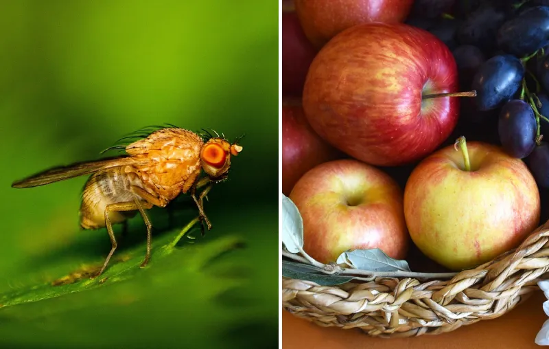 How to Get Rid of Fruit Flies – Humane Tips for Prevention and Control