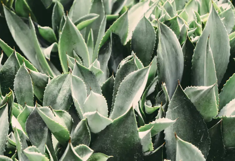 Aloe Vera wird medizinisch eingesetzt