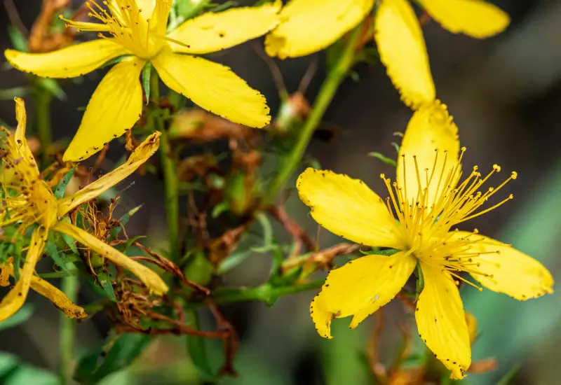 Blüten von Johanniskraut in der Medizin