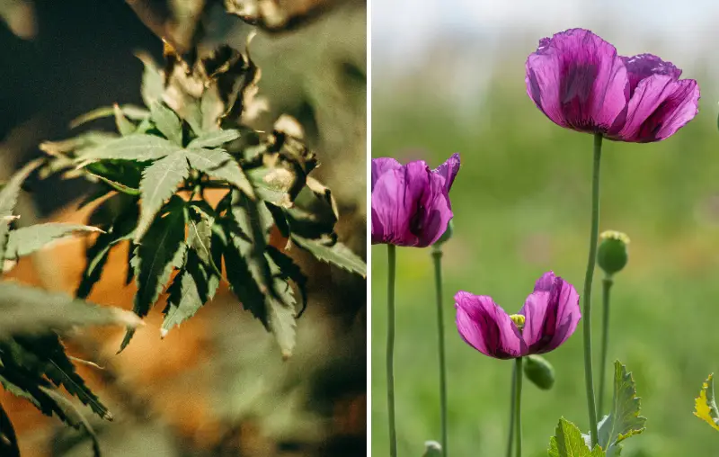 Medicinal Plants in Modern Medicine – Examples from Cannabis to Poppy