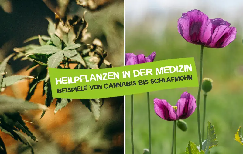 Heilpflanzen in der Medizin – Beispiele von Cannabis bis Schlafmohn
